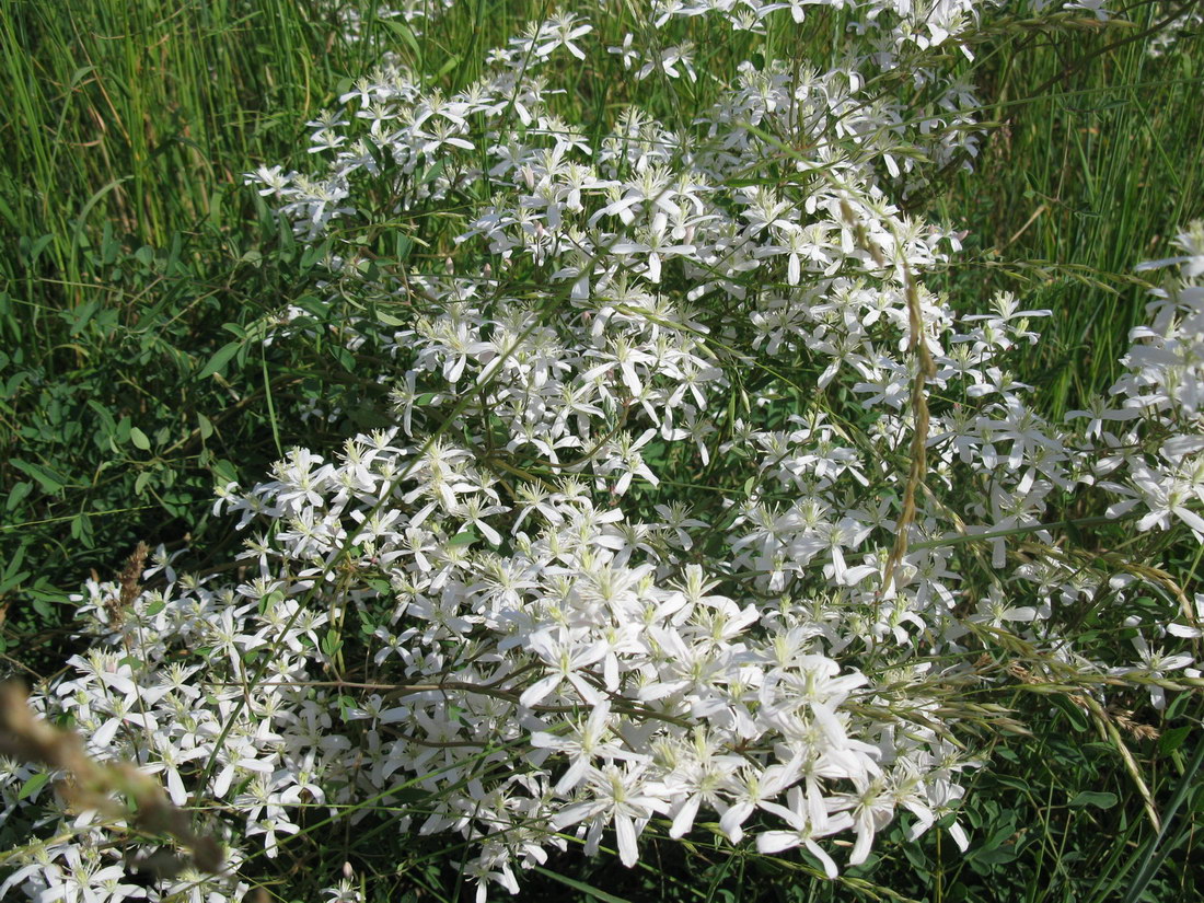 Изображение особи Clematis lathyrifolia.