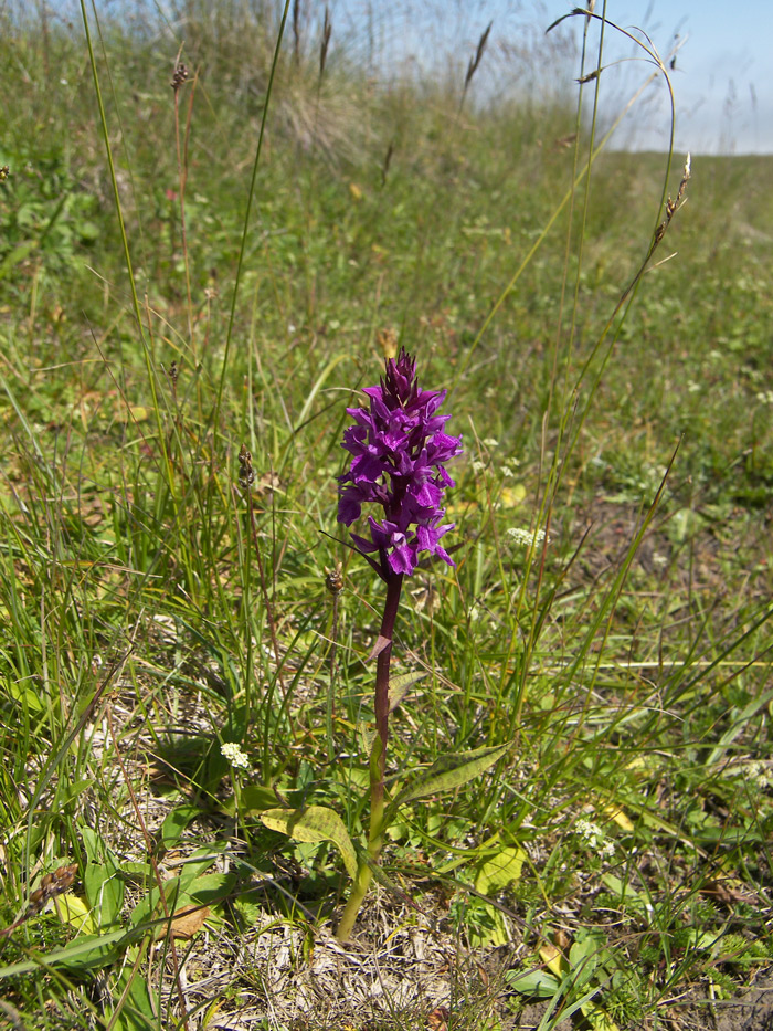 Image of Dactylorhiza euxina specimen.