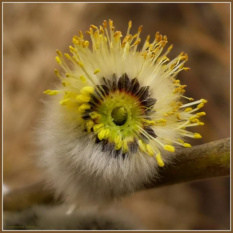 Image of Salix cinerea specimen.