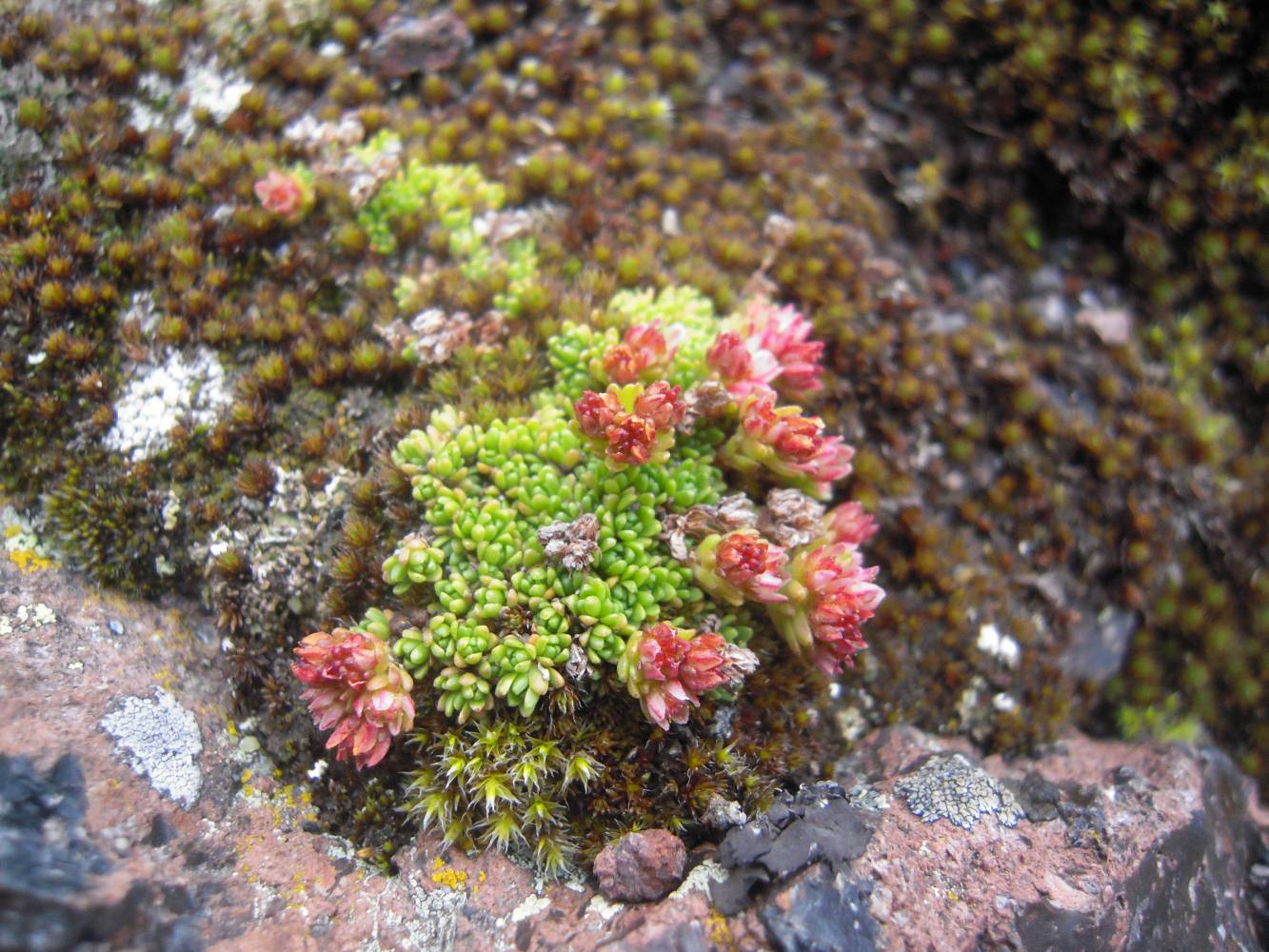 Image of Sedum tenellum specimen.