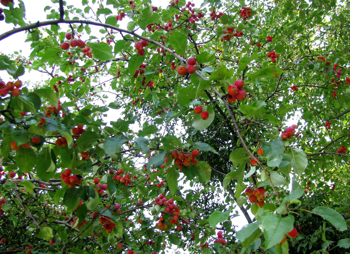 Изображение особи Malus prunifolia.