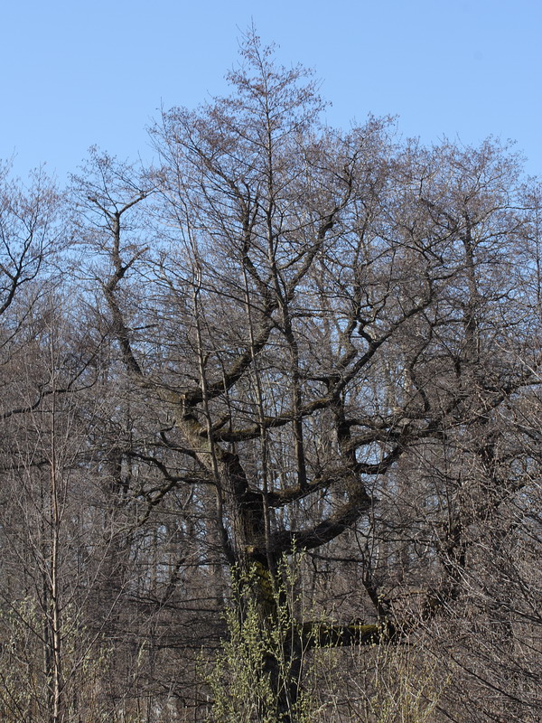 Изображение особи Alnus glutinosa.