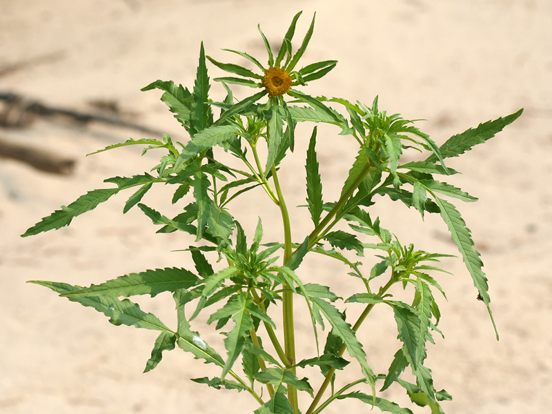 Image of Bidens radiata specimen.