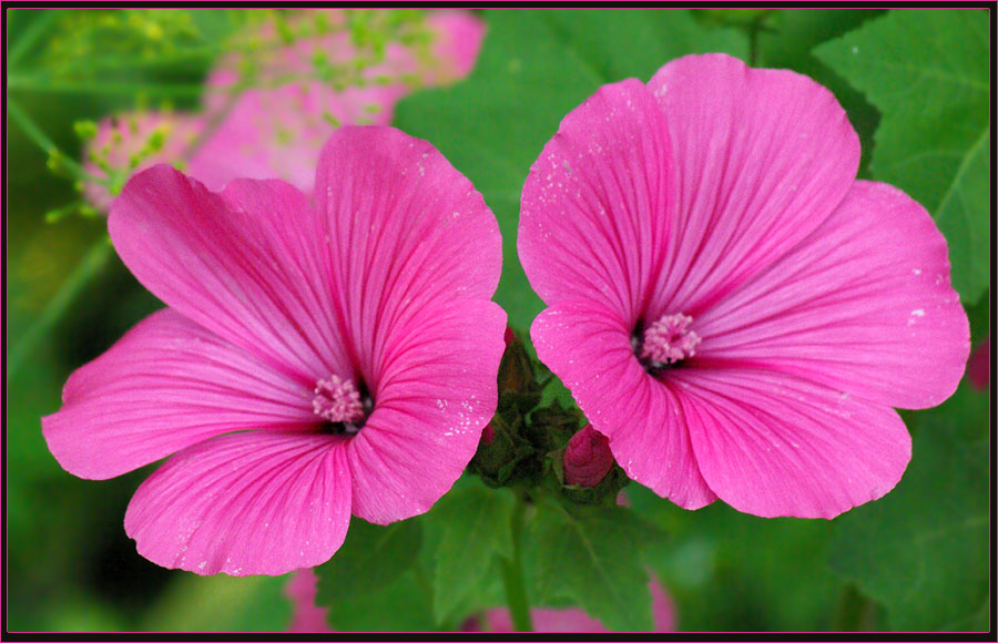 Image of Malva trimestris specimen.