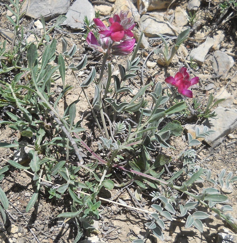 Image of Hedysarum bordzilovskyi specimen.