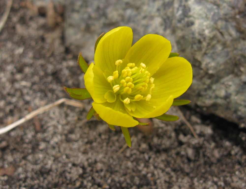 Image of Eranthis cilicica specimen.