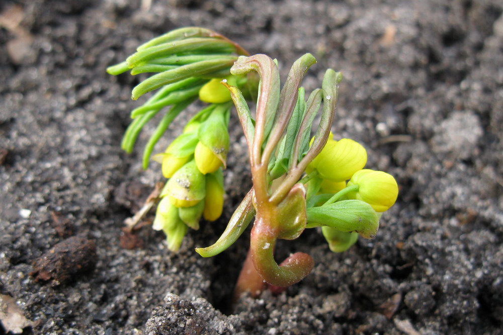 Image of Gymnospermium odessanum specimen.