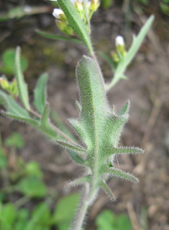 Image of Arabidopsis arenosa specimen.