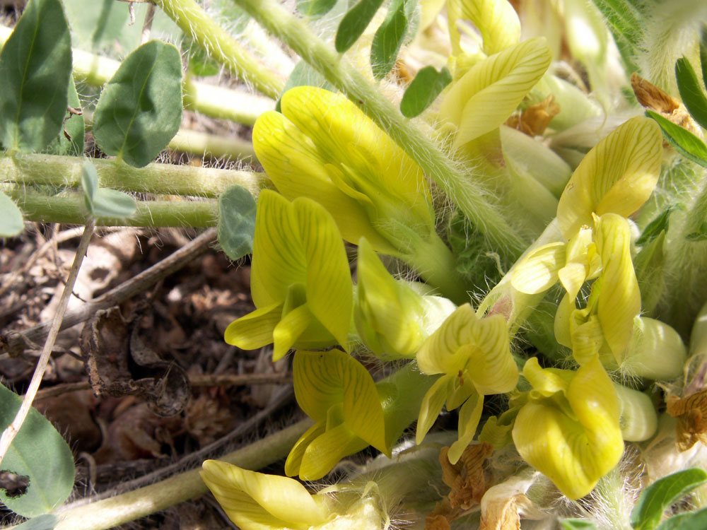 Image of genus Astragalus specimen.