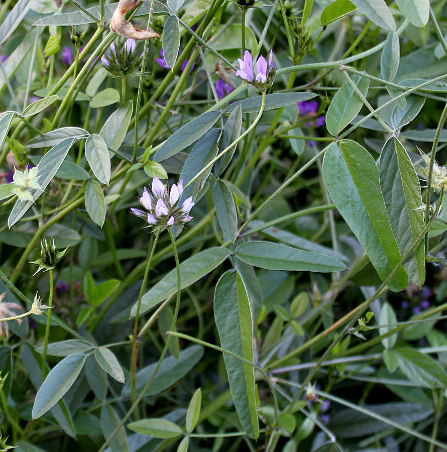 Image of Psoralea bituminosa specimen.