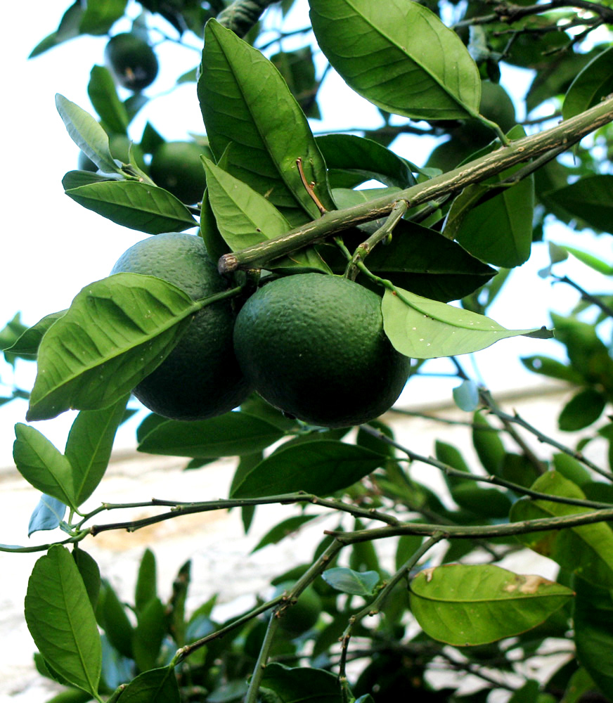 Image of Citrus unshiu specimen.