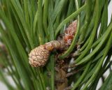 Pinus sylvestris. Верхушка веточки с молодой шишечкой и покоящейся почкой. Германия, г. Кемпен, у дороги. 03.03.2013.