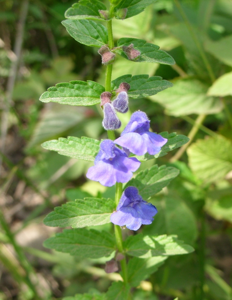 Image of Scutellaria tuminensis specimen.