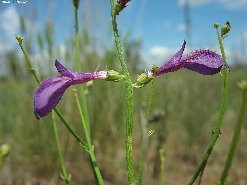 Image of Dodartia orientalis specimen.