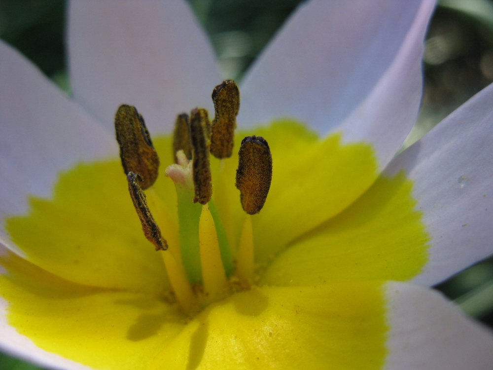 Image of Tulipa saxatilis specimen.