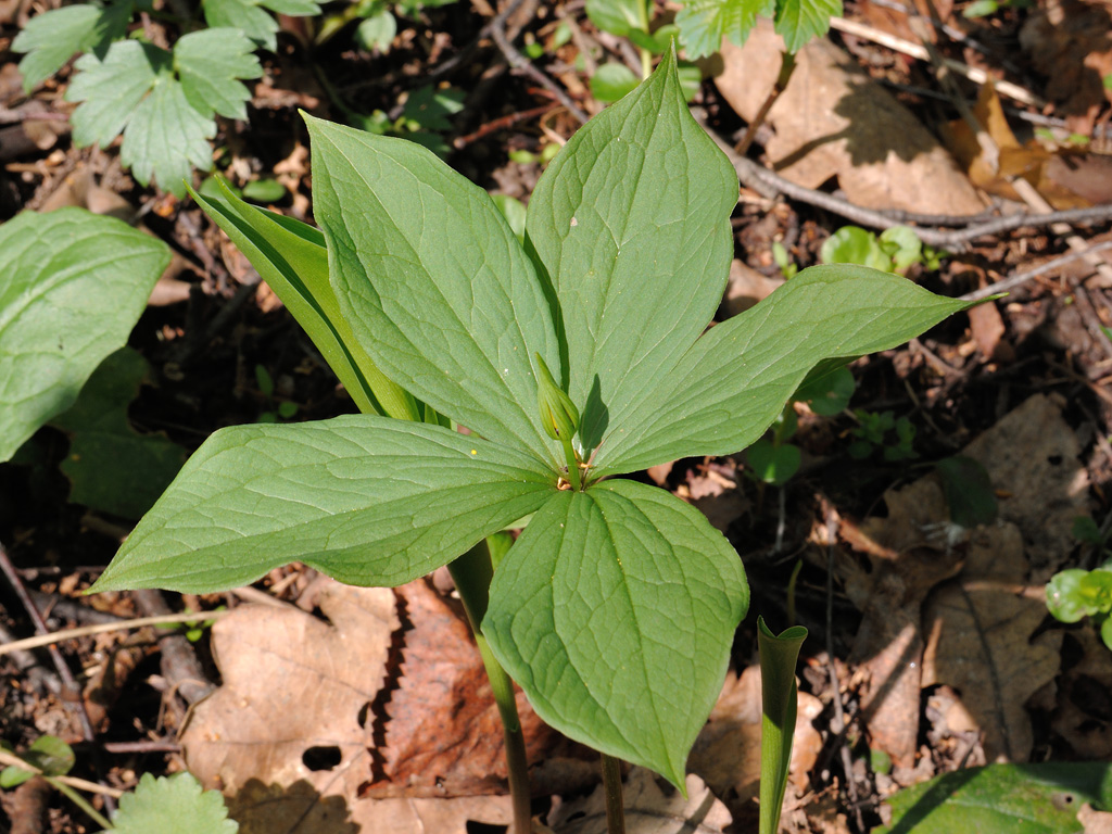 Image of Paris quadrifolia specimen.