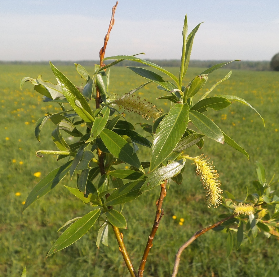 Image of Salix &times; meyeriana specimen.