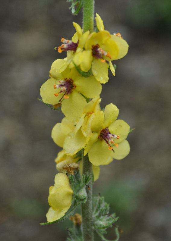 Image of Verbascum laxum specimen.