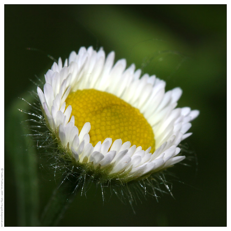 Изображение особи Erigeron annuus.