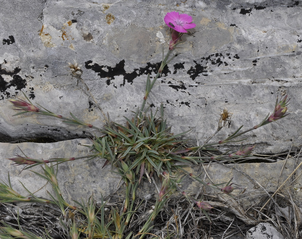 Image of Dianthus haematocalyx specimen.