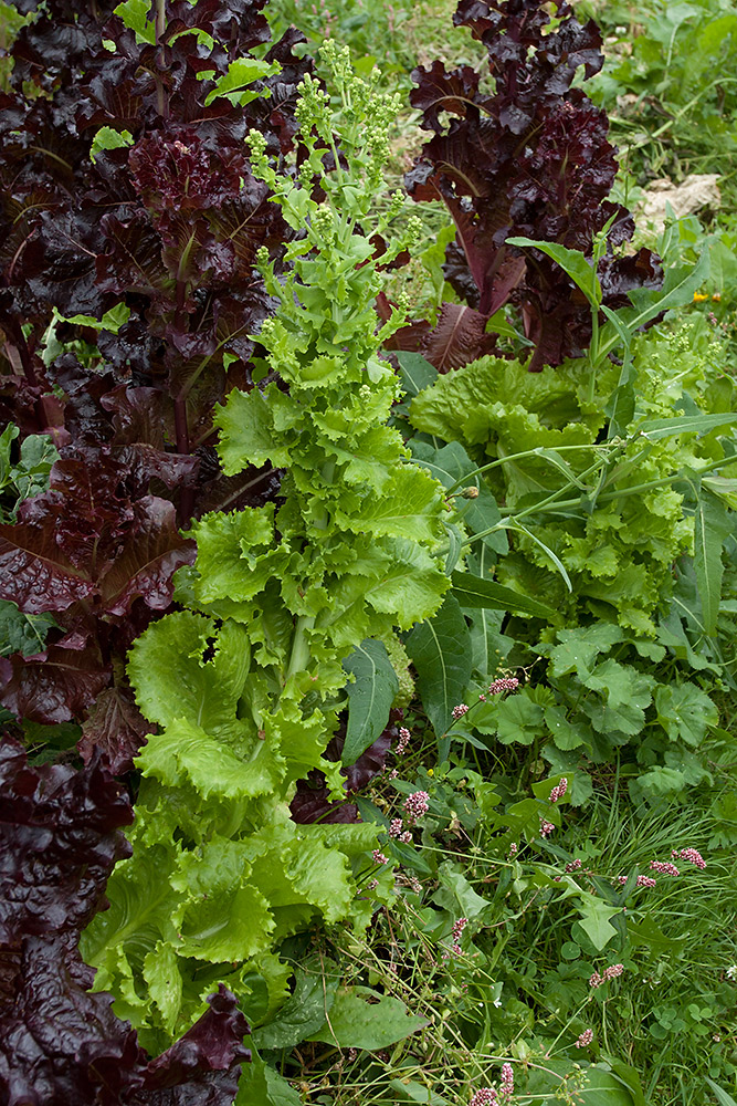 Image of Lactuca sativa specimen.