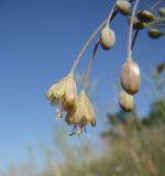 Allium paczoskianum