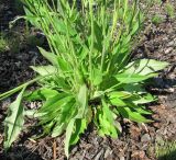 Hieracium vulgatum