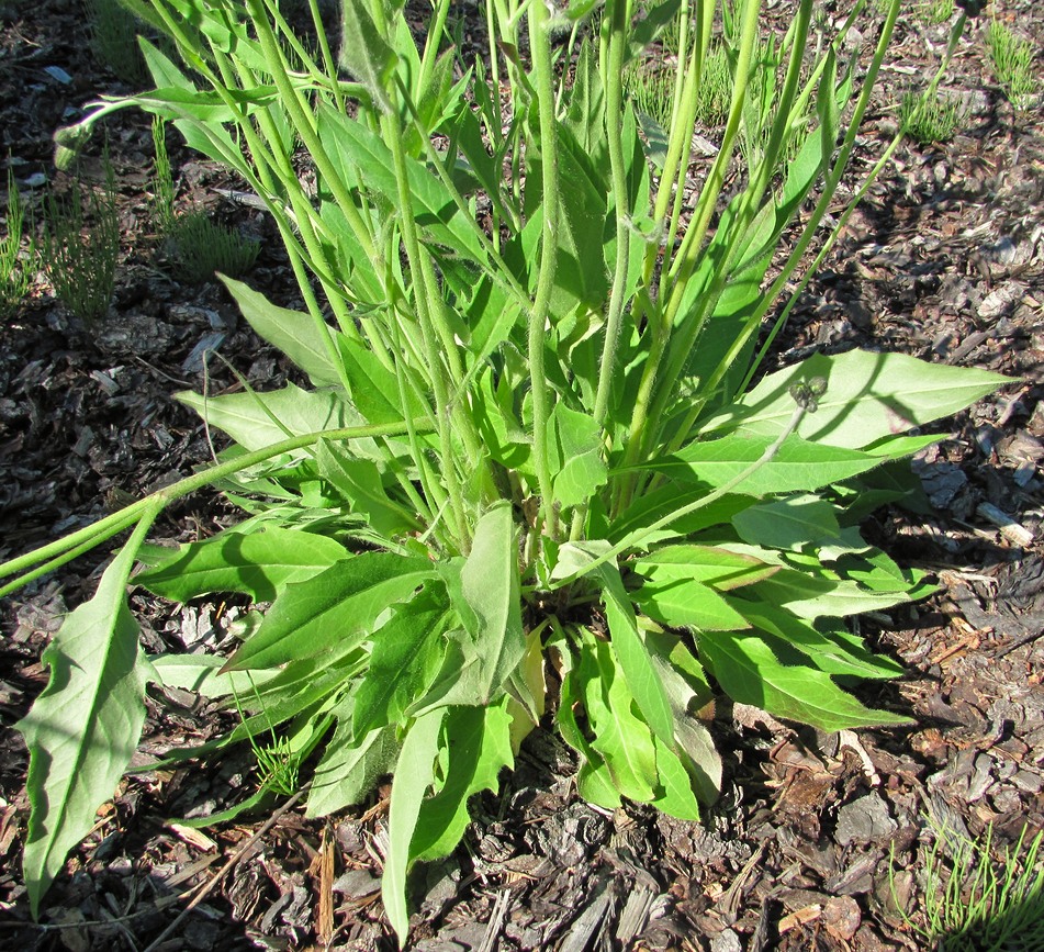 Image of Hieracium vulgatum specimen.