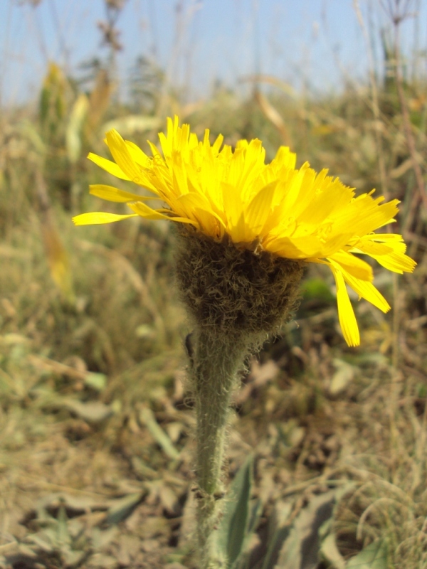 Image of Trommsdorffia uniflora specimen.