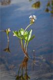 Menyanthes trifoliata. Отцветающее растение. Карелия, оз. Топозеро, мелководный залив. 13.06.2013.
