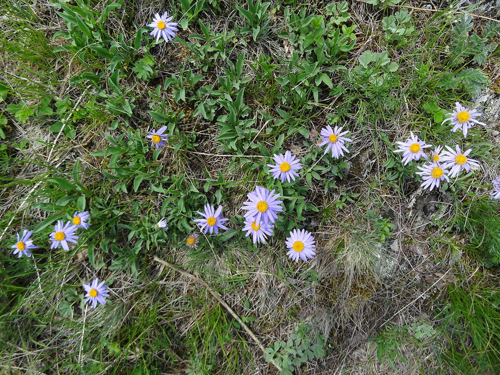 Image of Aster serpentimontanus specimen.