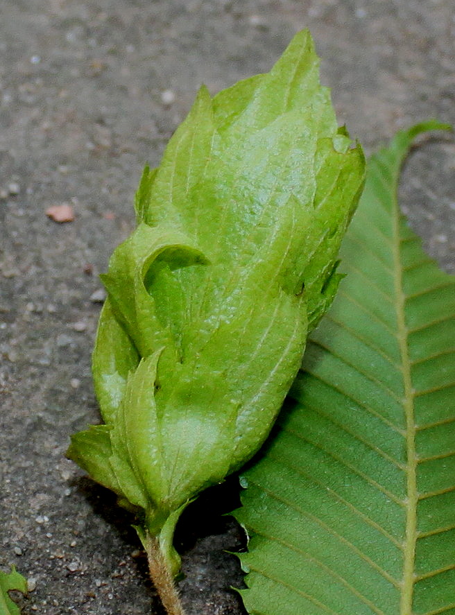 Изображение особи Carpinus japonica.