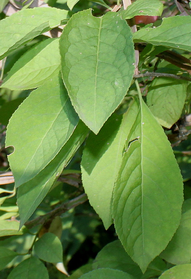 Image of Euonymus phellomanus specimen.