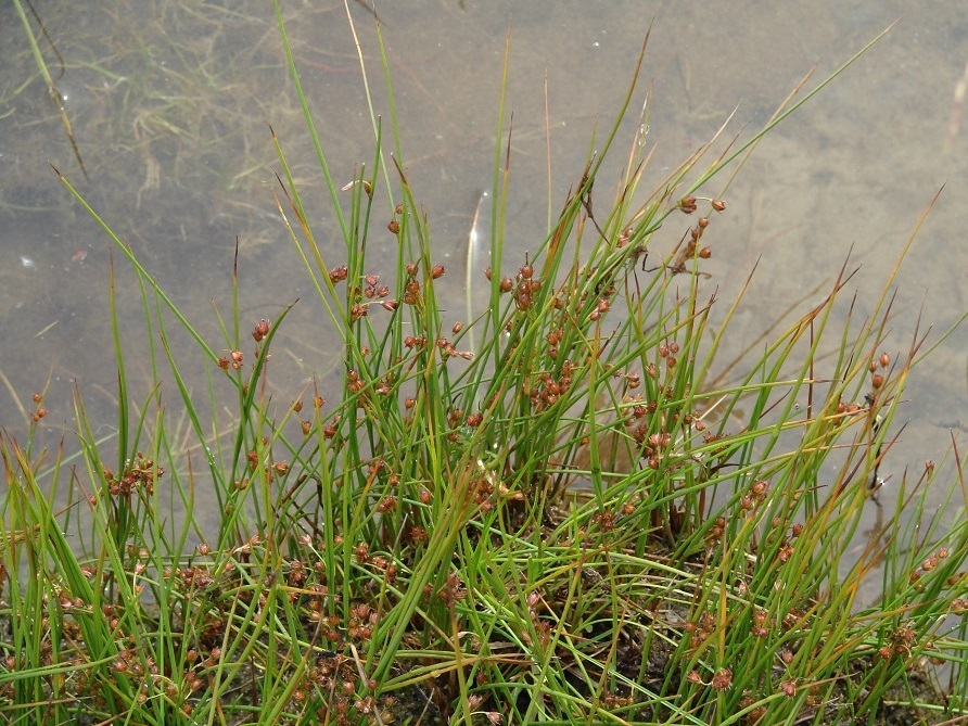 Image of genus Juncus specimen.