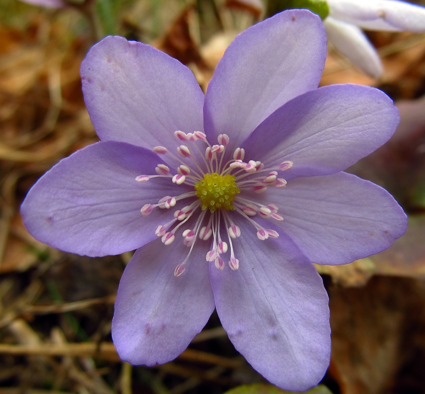 Image of Hepatica nobilis specimen.