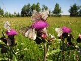 Cirsium heterophyllum