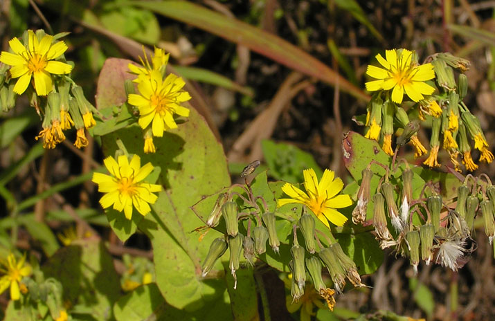 Image of Paraixeris denticulata specimen.