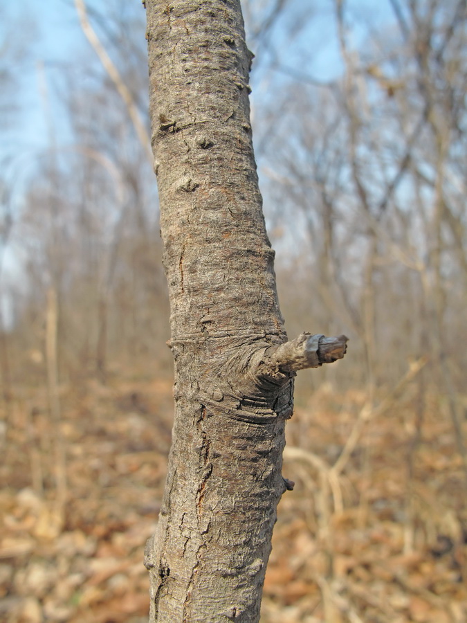 Изображение особи Salix taraikensis.