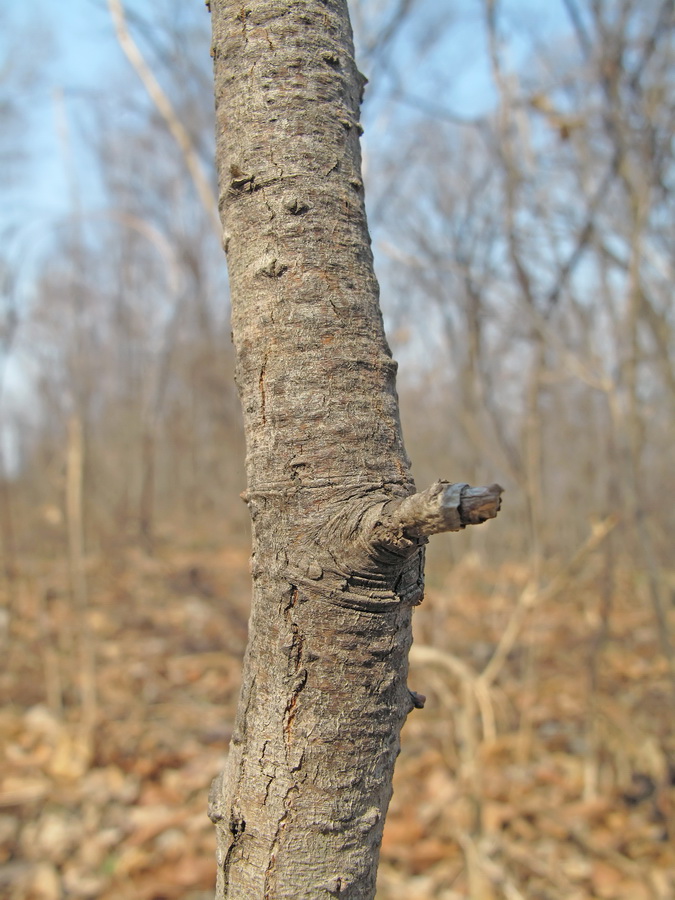 Image of Salix taraikensis specimen.