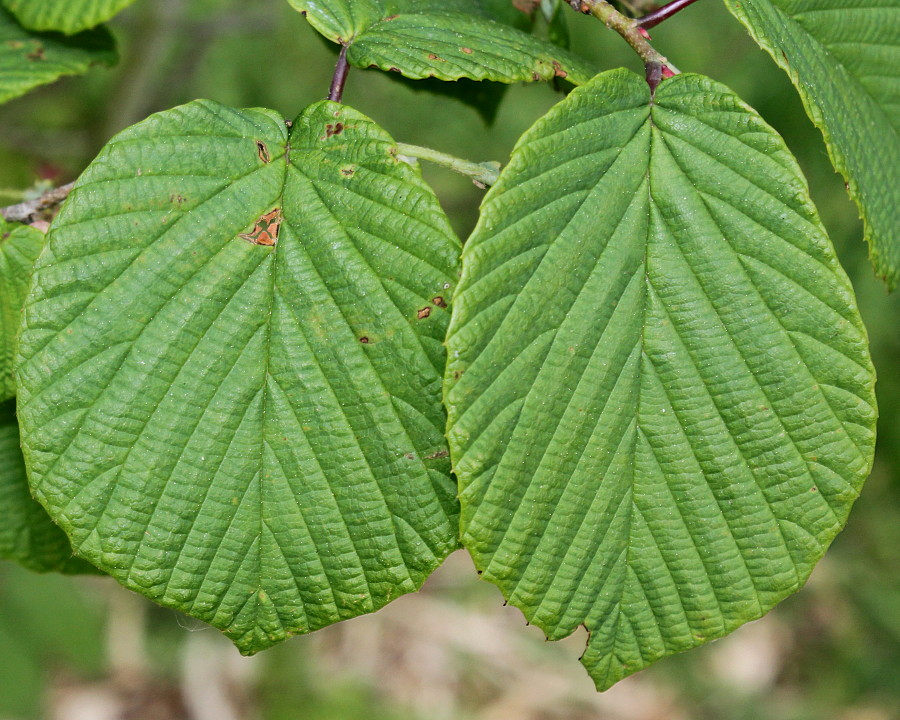 Image of Corylopsis glabrescens specimen.