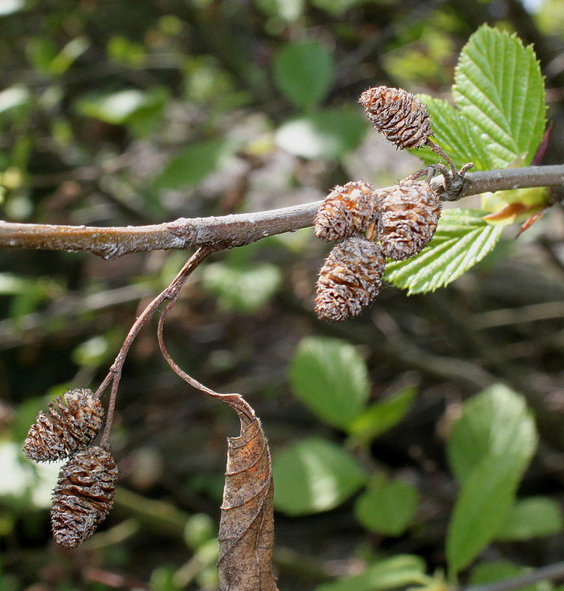 Image of Duschekia alnobetula specimen.