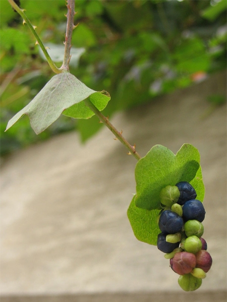 Image of Chylocalyx perfoliatus specimen.