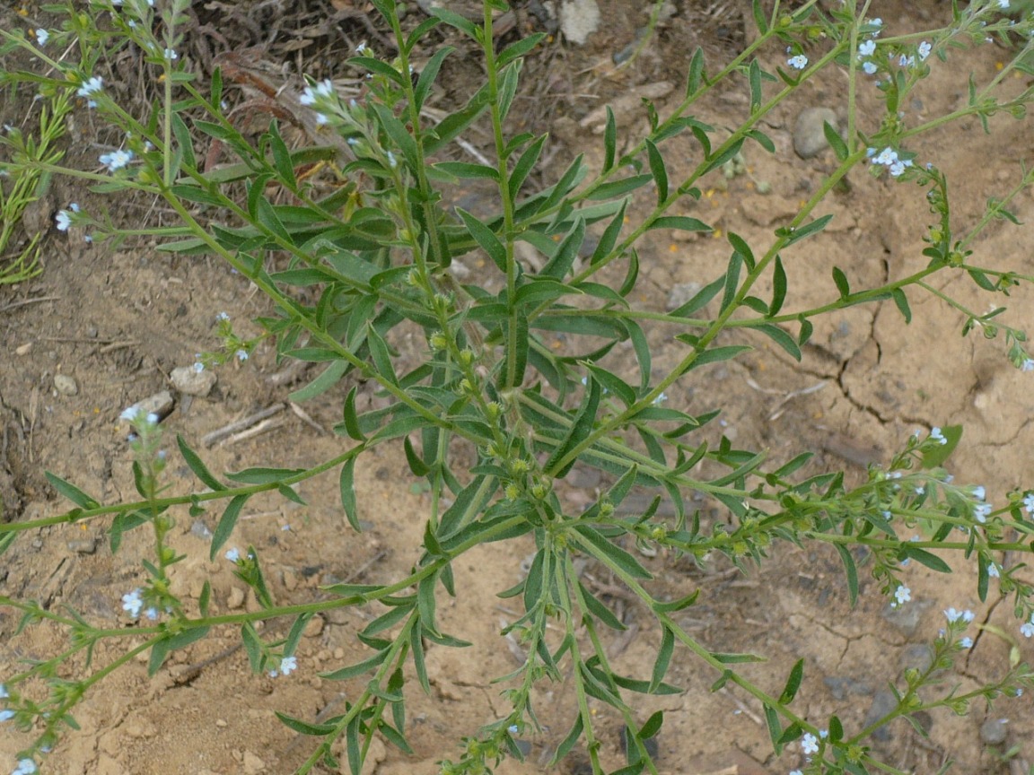 Image of genus Lappula specimen.