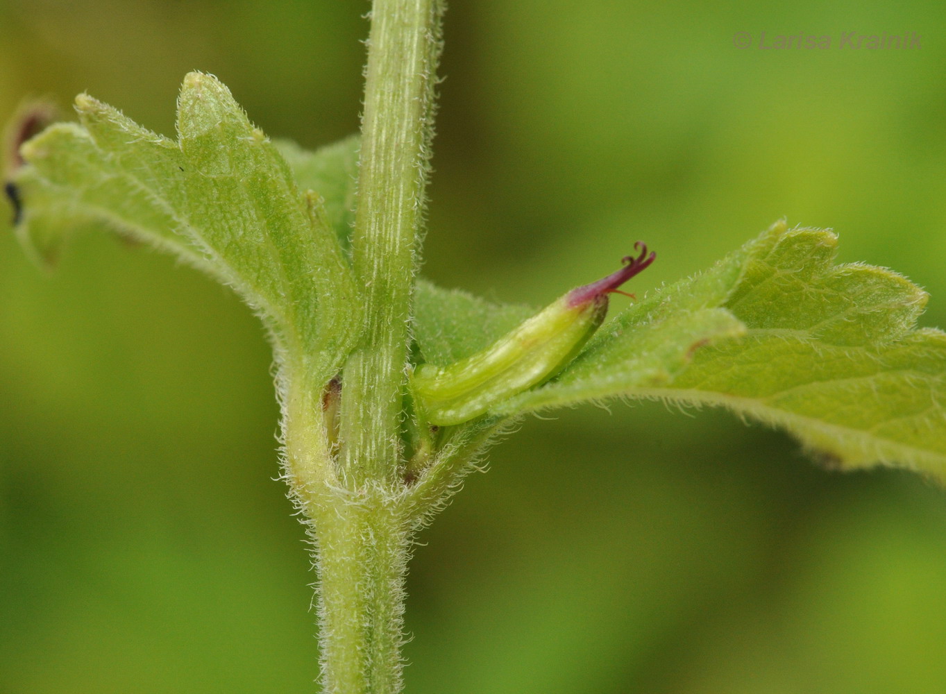 Image of Phryma asiatica specimen.