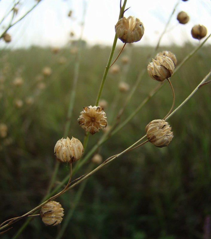 Image of Linum austriacum specimen.