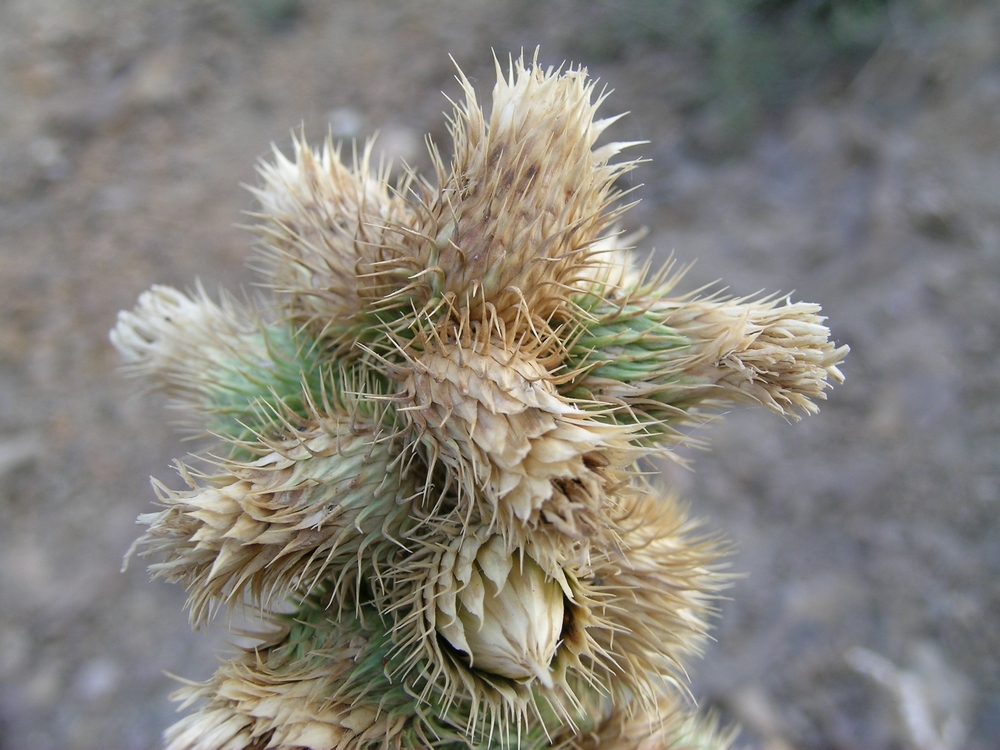 Image of Cousinia abolinii specimen.