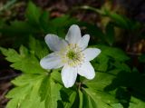 Anemone nemorosa