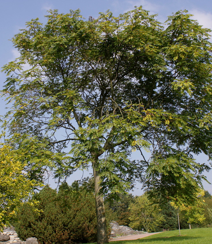 Изображение особи Ailanthus altissima.