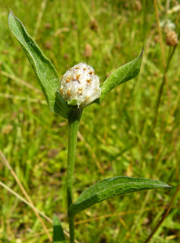 Изображение особи Centaurea jacea.