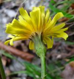 Leontodon hispidus ssp. hastilis